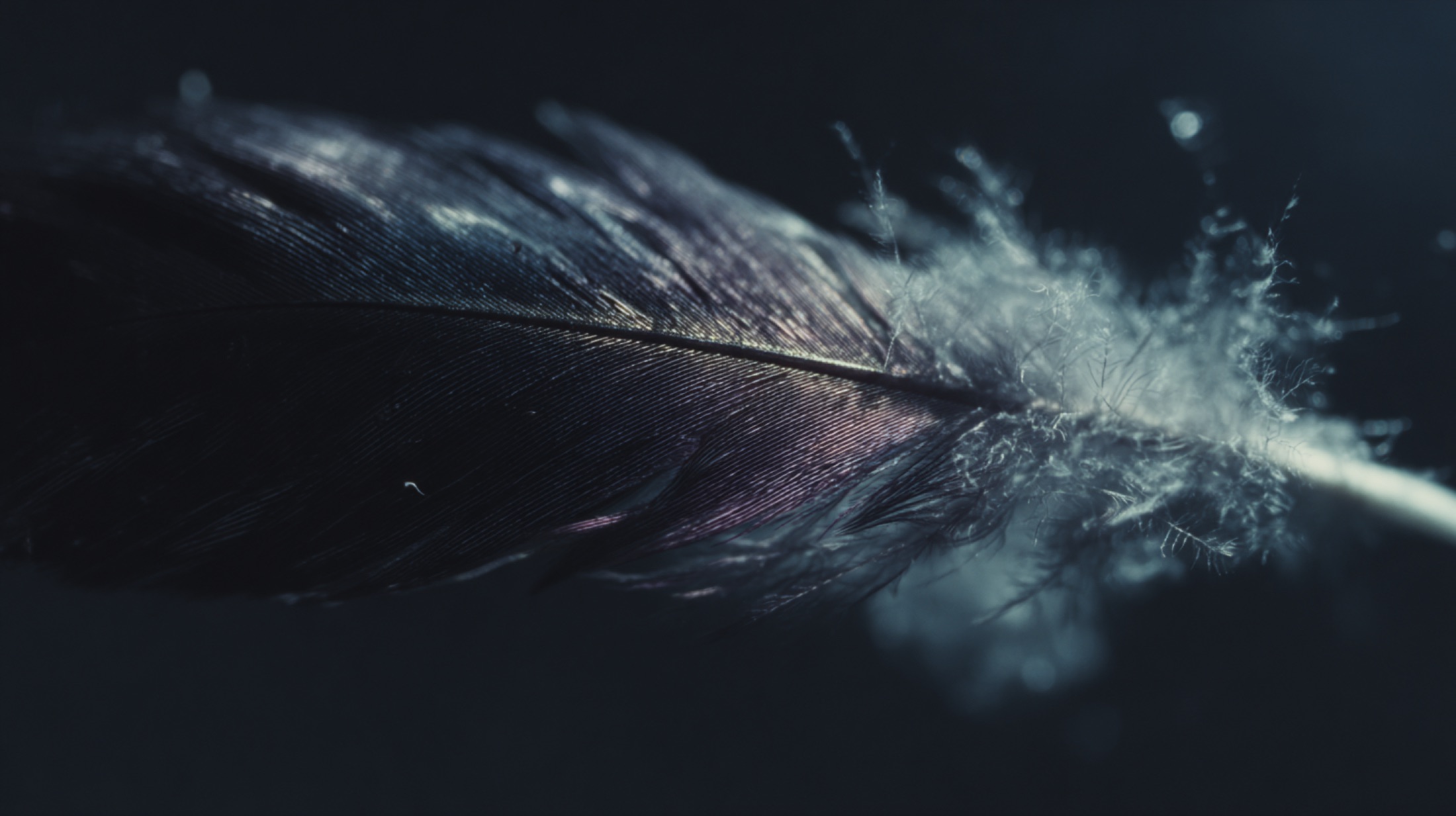 A single phoenix feather, suspended in the dark